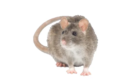 Rodent Removal Services IL: Protecting Your Home and Health