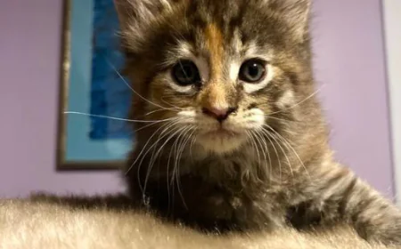 How to Secure European Maine Coon Kittens in New York?