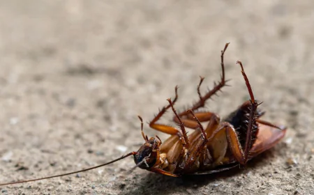 Keep Your Home Pest-Free with Expert Solutions in Caroline Springs, Hoppers Crossing, and Burnside Heights