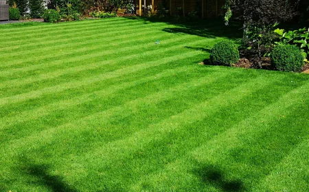How Professional Lawn Care Services Enhance the Health and Beauty of Your Landscape