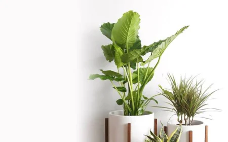 Real Plant Pot And The Quiet Way It Transforms Everyday Spaces
