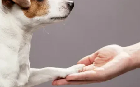 The Joy and Benefits of Dog Petting for Pet Lovers