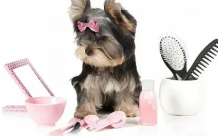 Expert Yorkie Grooming Tips for a Healthy, Happy Pup