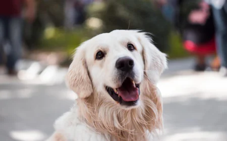 How Does Veterinary Hospice Work for Dogs and Cats?