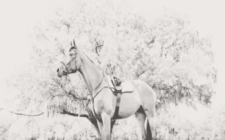 New to Showjumping? How to Select the Perfect Tack for Your Horse