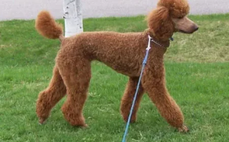 Perfect Poodle Haircut Tips from a Mobile Dog Groomer