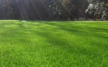 How Weed Control Services Keep Canadian Lawns Healthy All Season Long