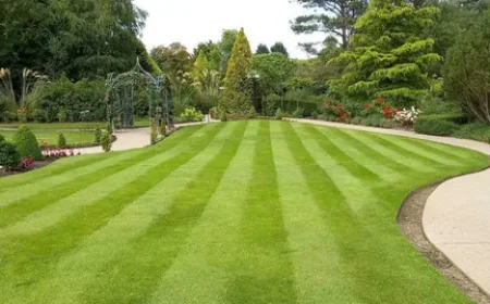 How to Choose the Right Sod Installation Services Provider in Your Local Area