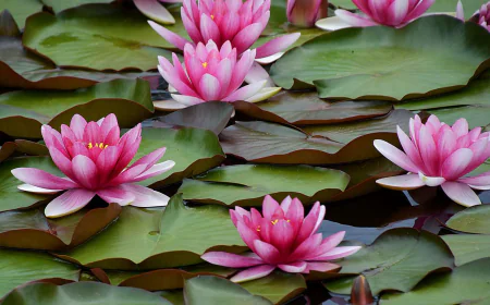 Common Mistakes to Avoid When Planting Waterlilies in Ponds