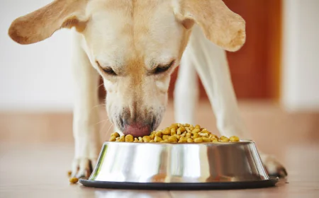 India Dog Food Market Size, Growth, Statistics and Demand 2025-2033