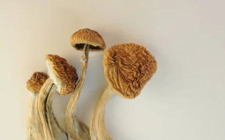 Why Are Hillbilly Mushrooms Taking the Growing World by Storm?