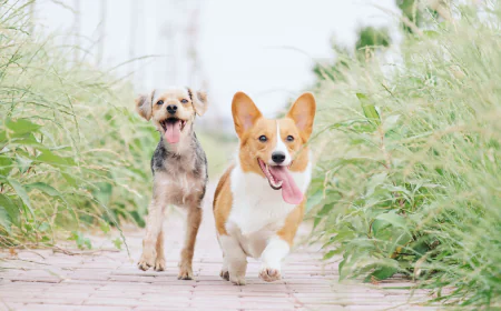 What Most People Don't Know About Essential Winter Care Products for Pets