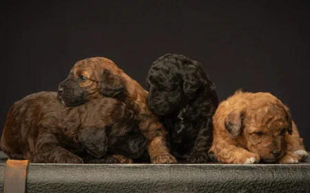 Why Responsible Breeding Matters When Buying a Miniature Goldendoodle