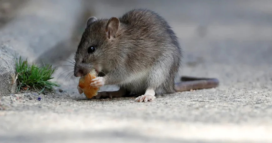 Why Is Rat Control Important for Abbotsford Homes?