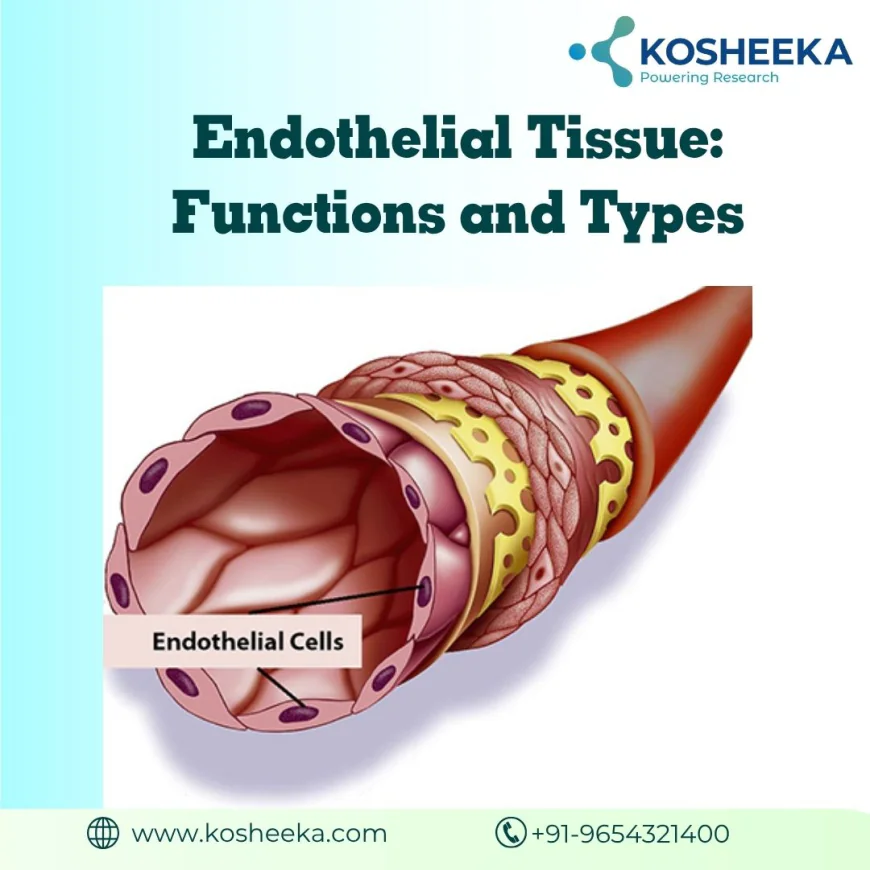 Endothelial Tissue: Functions and Types