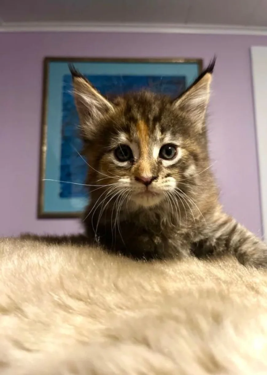 How to Secure European Maine Coon Kittens in New York?