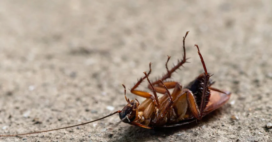 Keep Your Home Pest-Free with Expert Solutions in Caroline Springs, Hoppers Crossing, and Burnside Heights