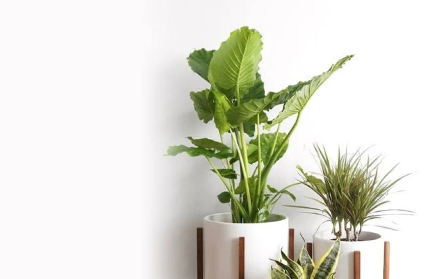 Real Plant Pot And The Quiet Way It Transforms Everyday Spaces