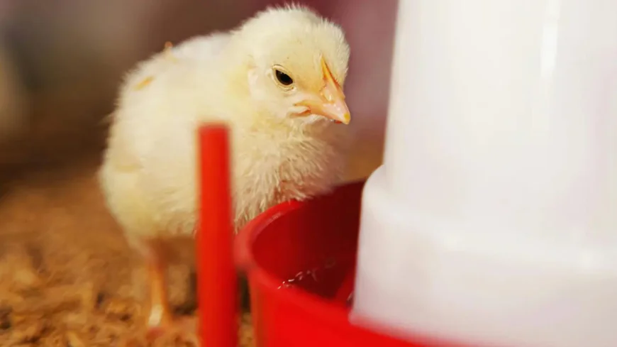 Are Diy Poultry Feeders Really Worth Considering For Your Flock?