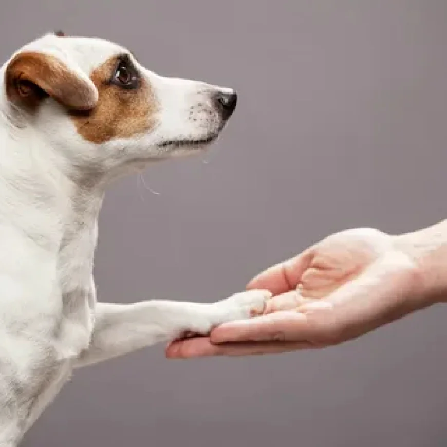 The Joy and Benefits of Dog Petting for Pet Lovers