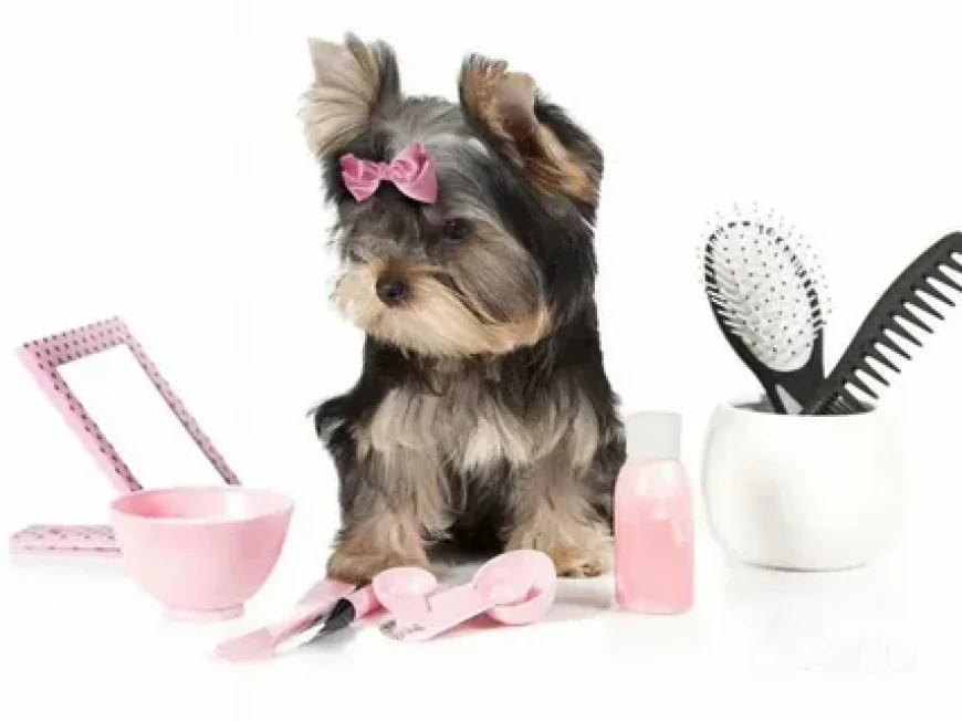 Expert Yorkie Grooming Tips for a Healthy, Happy Pup