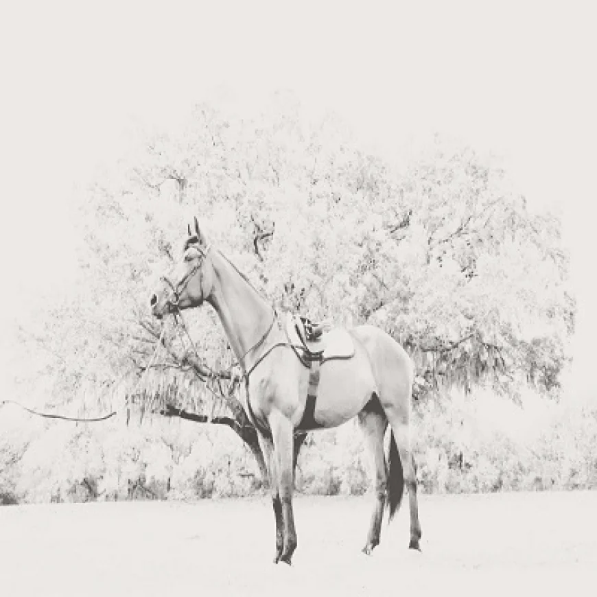 New to Showjumping? How to Select the Perfect Tack for Your Horse