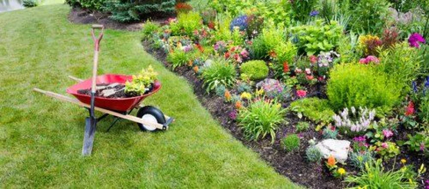 Grub Control Service vs DIY Treatment: Which Is Better?