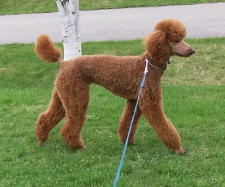Perfect Poodle Haircut Tips from a Mobile Dog Groomer