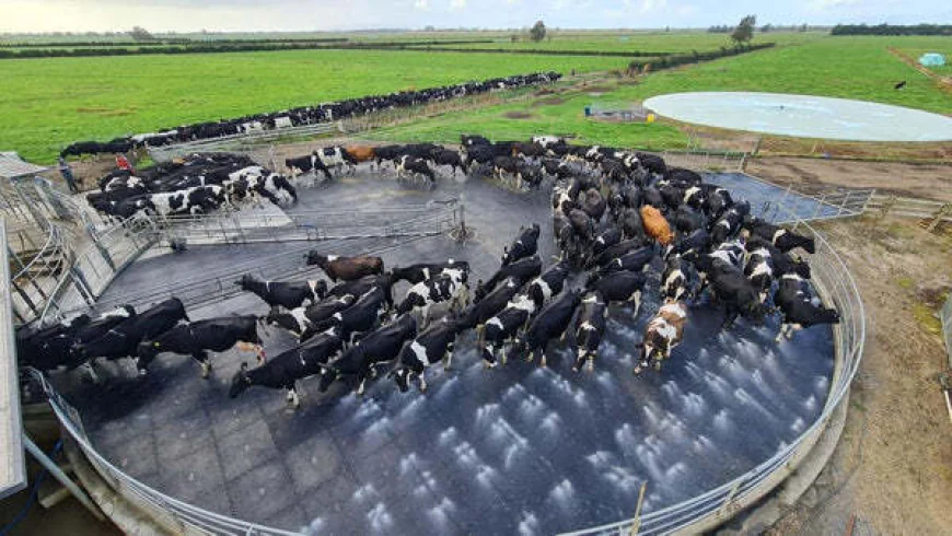 Ultimate Guide to Smart Flooring Choices