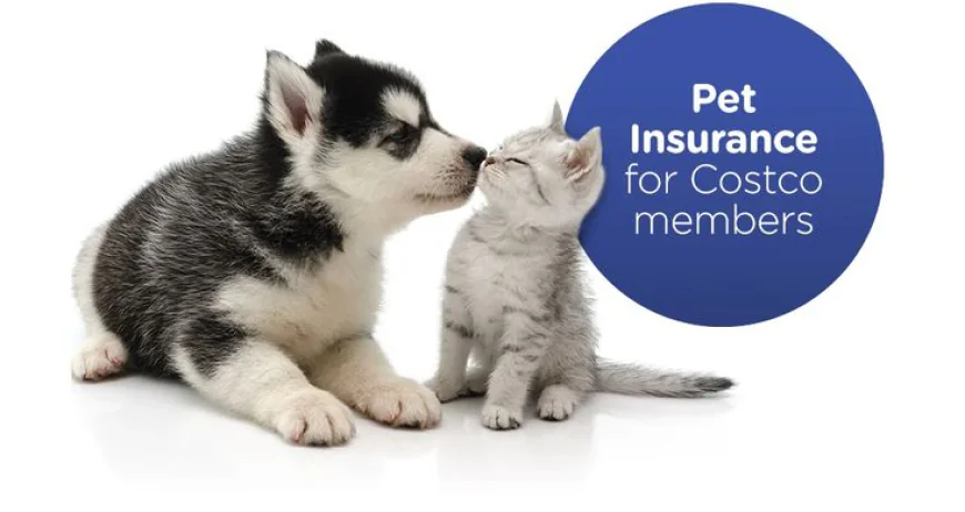 The Ultimate Guide to Cheap Pet Insurance Plans: Protecting Your Pets Without Breaking the Bank