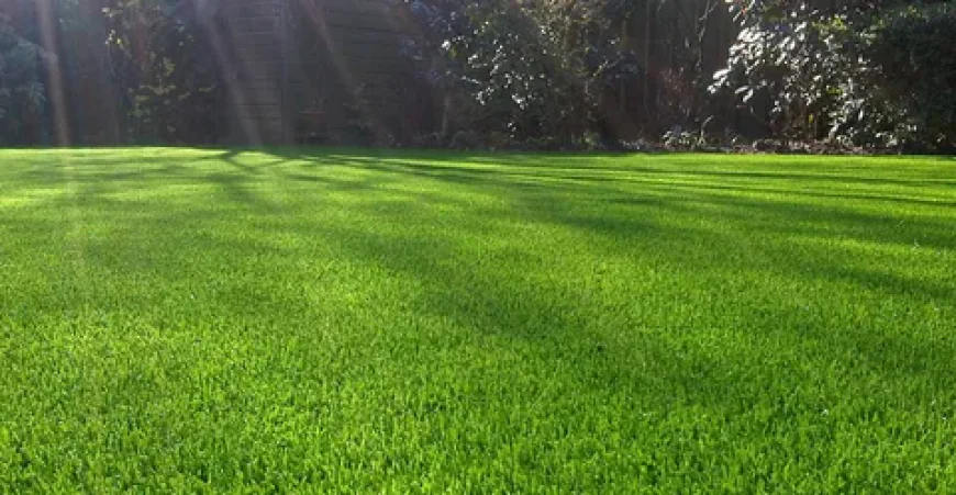 How Weed Control Services Keep Canadian Lawns Healthy All Season Long
