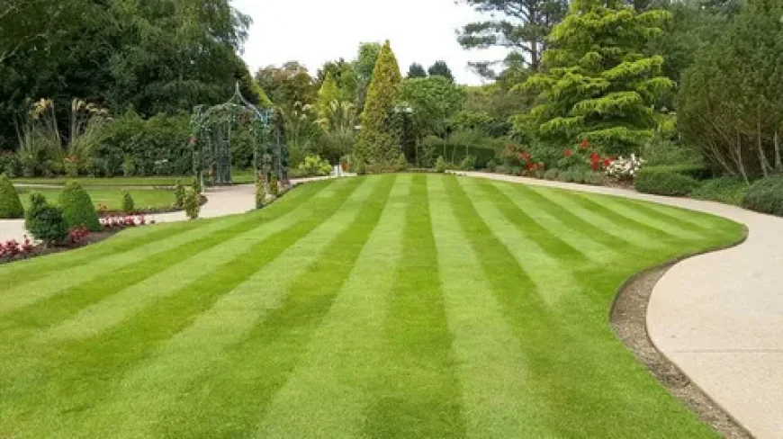 How to Choose the Right Sod Installation Services Provider in Your Local Area
