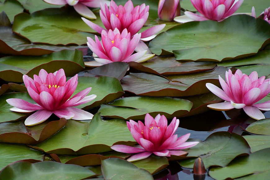 Common Mistakes to Avoid When Planting Waterlilies in Ponds