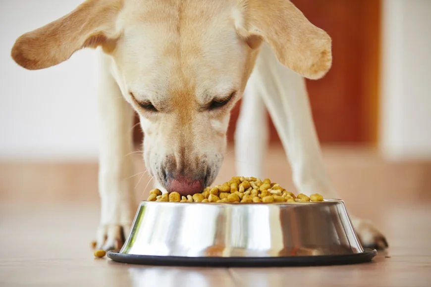 India Dog Food Market Size, Growth, Statistics and Demand 2025-2033