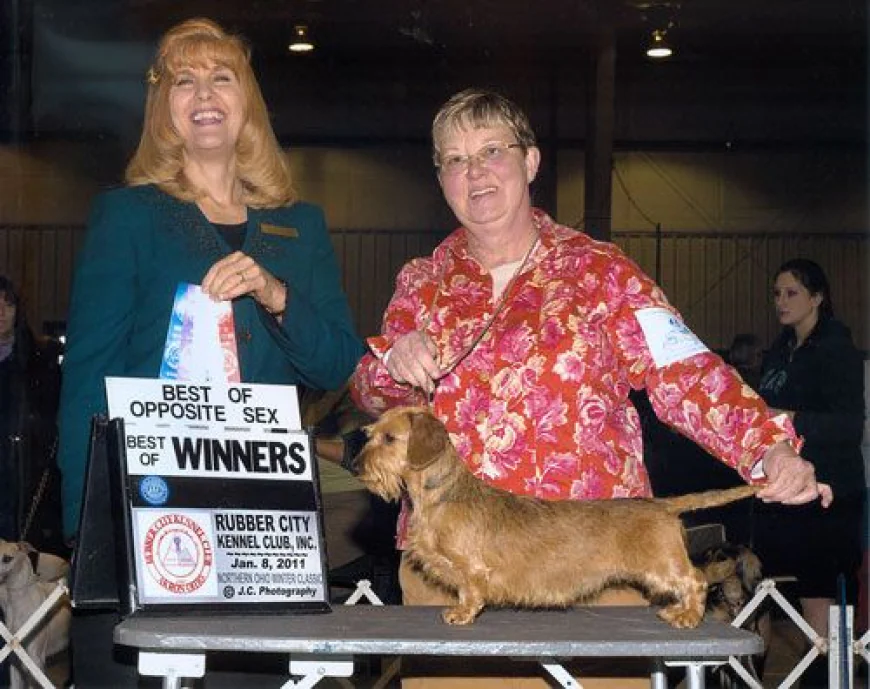 Caring for a Sick Miniature Dachshund: Breed-Smart Tips That Work