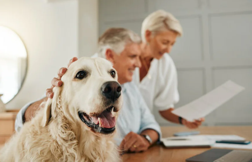 Understanding Pet Insurance Quotes: How to Find the Best Coverage for Your Furry Friend