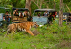 Kanha National Park Safari: A Complete Traveler’s Guide for First-Time Visitors