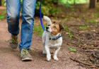 How to Shape Polite Dog Behavior with Consistent Training Steps