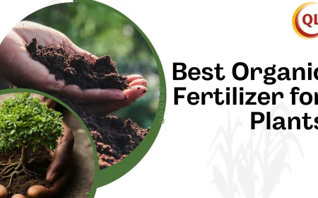 The Science Behind the Best Organic Fertilizer for Healthy Plant Growth
