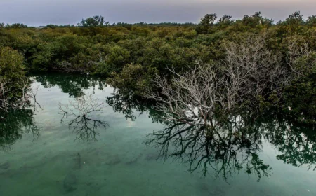 Exploring the North of Qatar: A Journey Through History, Culture, and Natural Beauty