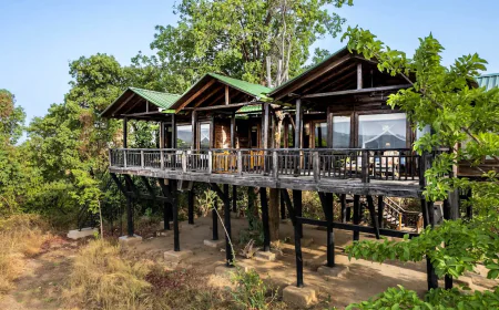 Why Eco-Luxury Matters: How Modern Lodges in Satpura are Redefining Nature Travel