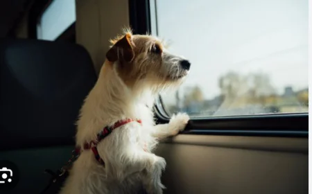 寵物移民全攻略：帶毛孩移居海外的完整指南