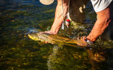 How to Keep Live Fish Healthy During Long-Distance Travel