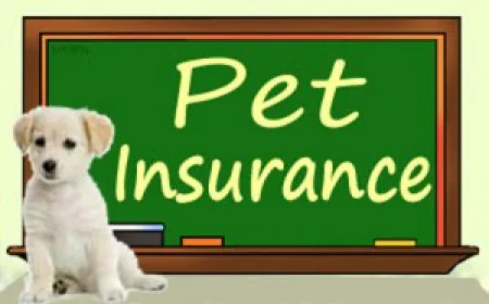Finding the Best Pet Insurance Near Me: A Complete Guide for Pet Owners