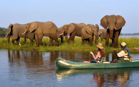 Zambia vs. Botswana: Which Safari Destination Is Right for You?
