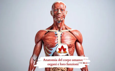 La Meraviglia del Corpo Umano: Organi e Loro Funzioni