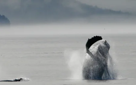 Why Campbell River Is Perfect For Marine Wildlife Tours