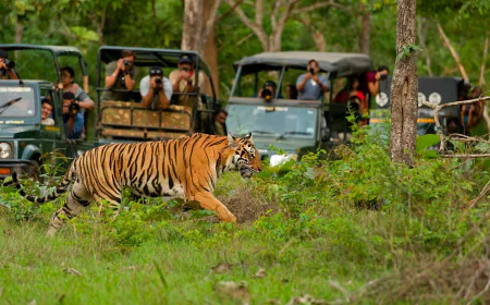 Kanha National Park Safari: A Complete Traveler’s Guide for First-Time Visitors