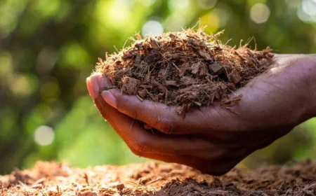 7 Essential Facts About RHP Certified Coco Coir That Will Completely Change Your Grow Game