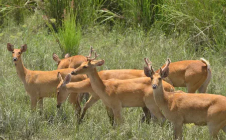 How Many Wildlife Sanctuary in Assam – Exploring All 18 Sanctuaries